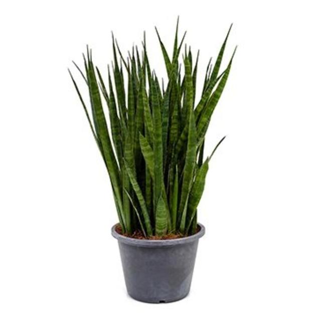 Sansevieria Kirkii-bestellen-bezorgen