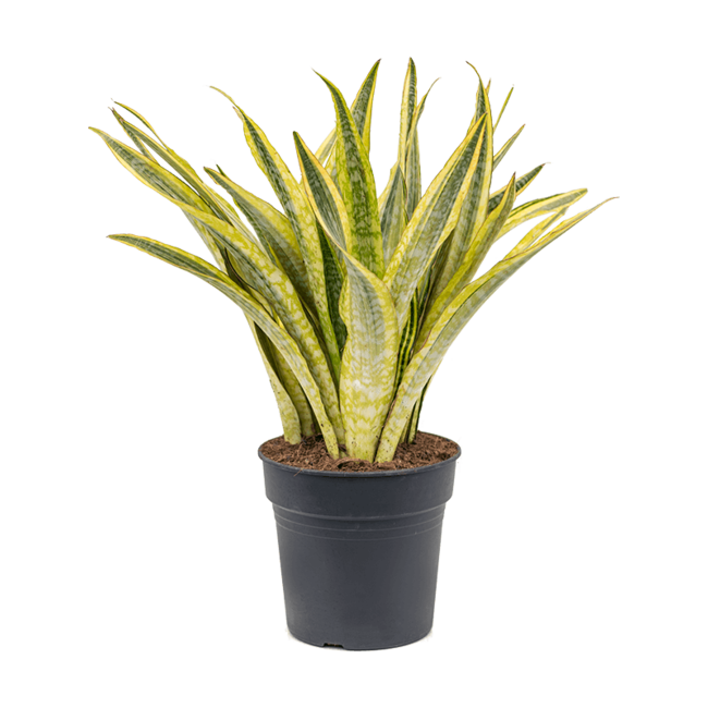 Sansevieria Lauren-bestellen-bezorgen