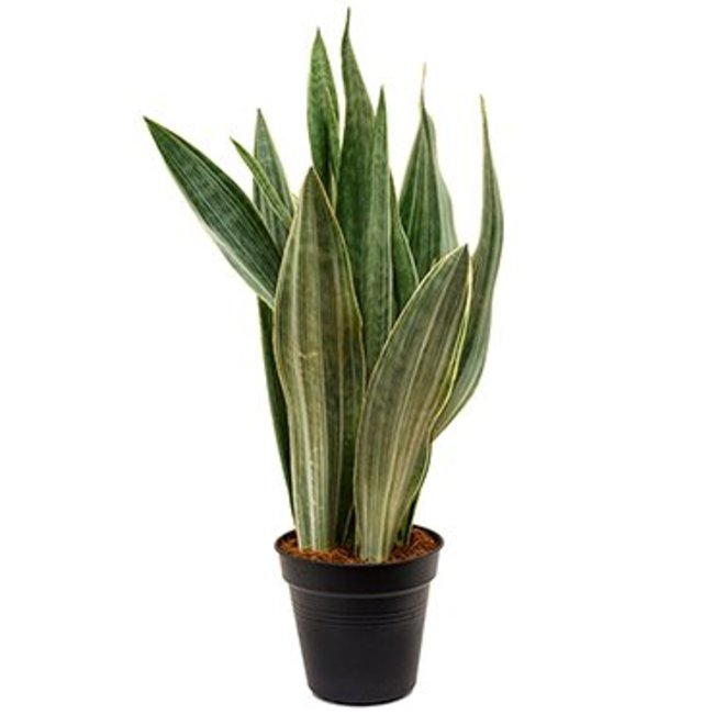 Sansevieria Metallica-bestellen-bezorgen