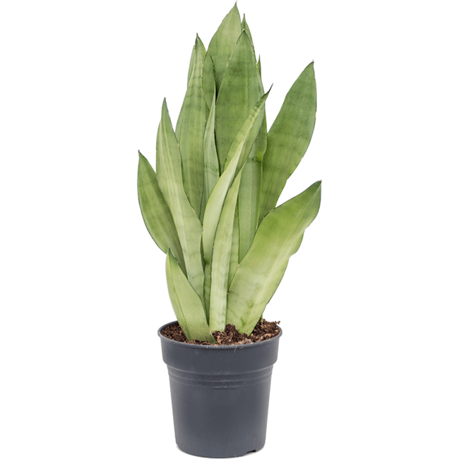 Sansevieria Moonshine-bestellen-bezorgen