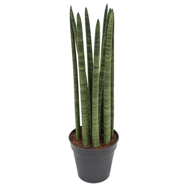 Sansevieria Spikes-bestellen-bezorgen