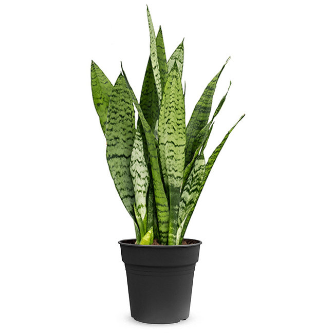 Sansevieria zeylanica-bestellen-bezorgen