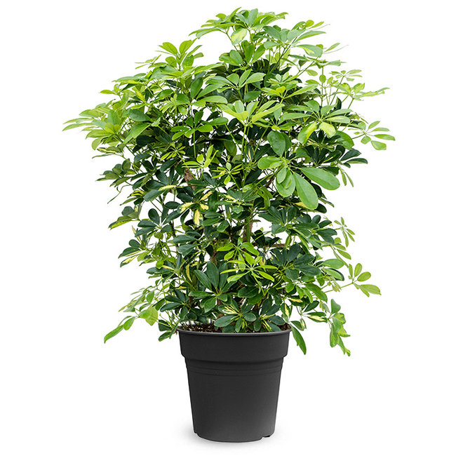 Schefflera Bush Bont-bestellen-bezorgen