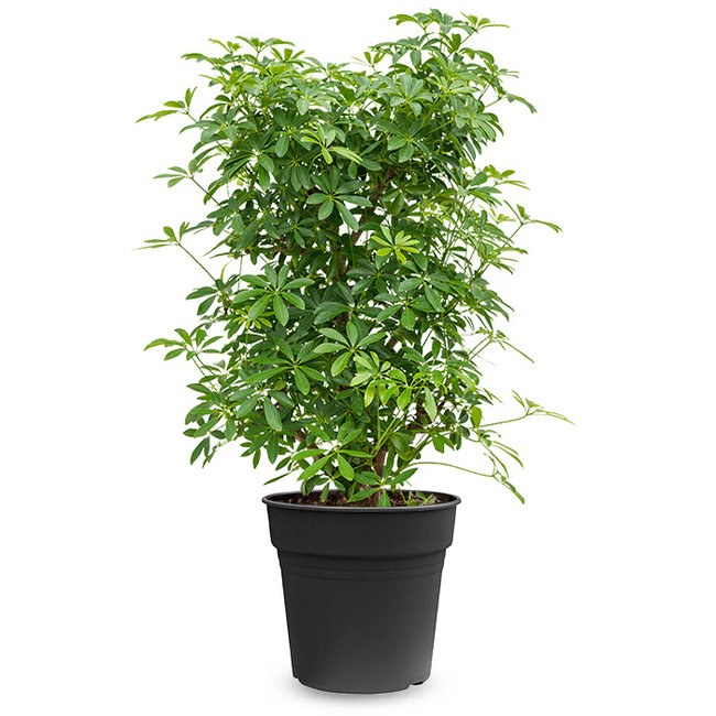 Schefflera Bush-bestellen-bezorgen