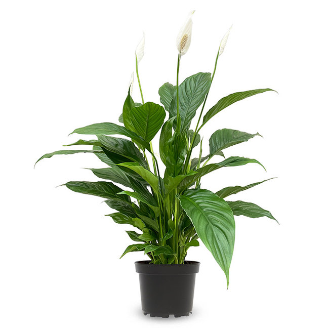 Spathiphyllum-bestellen-bezorgen