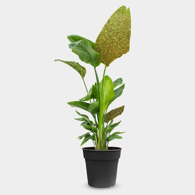 Strelitzia Nicolai Glitter-bestellen-bezorgen