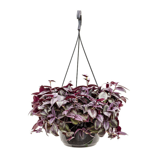 Tradescantia Zebrina paars-bestellen-bezorgen