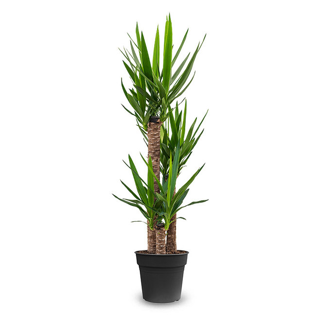 Yucca Drietak-bestellen-bezorgen