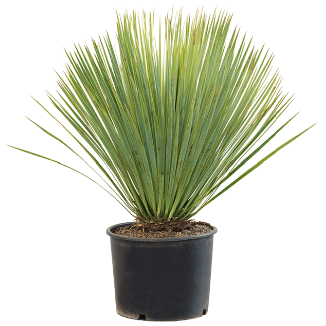 Yucca Palmlelie Rostrata-bestellen-bezorgen